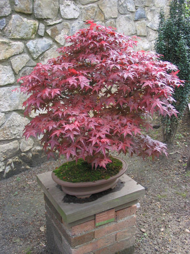 Acer_palmatum atropurpureum - ARTARI JAPONEZI DE VANZARE