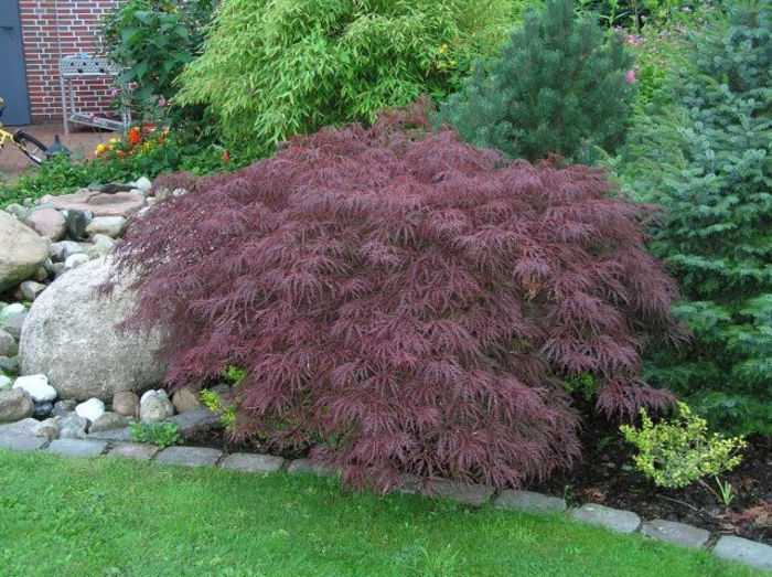 Acer-palmatum-Dissectum-Garnet-