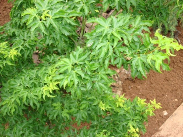 acers crispifolium - ARTARI JAPONEZI DE VANZARE