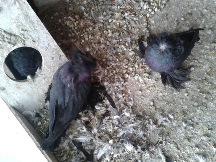 Fotografie-0047 - DE VANZARE DIN TOATE RASELE CARE LE DETIN 2015