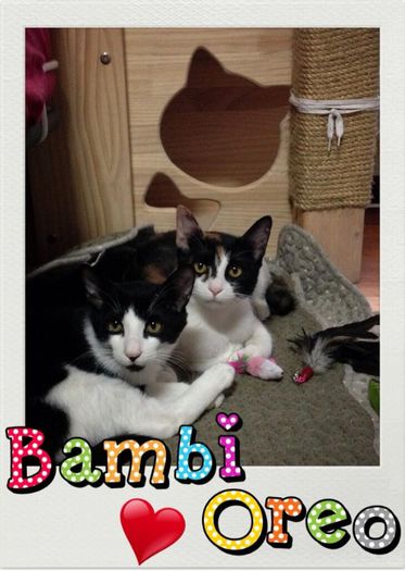 bamby&oreo - 2NE1 animals