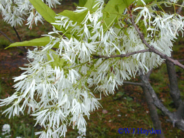 chionanthus_virginicus_60 - ARBORI pentru parcuri sau bonsai