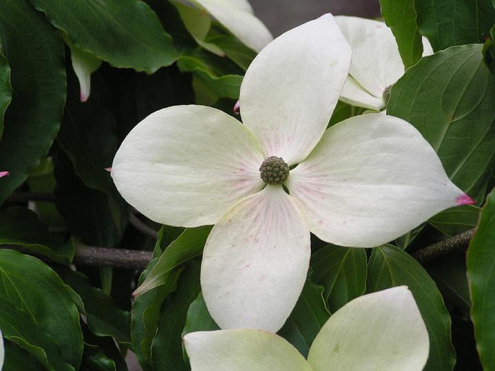 Cornus kousa  - ARBORI pentru parcuri sau bonsai