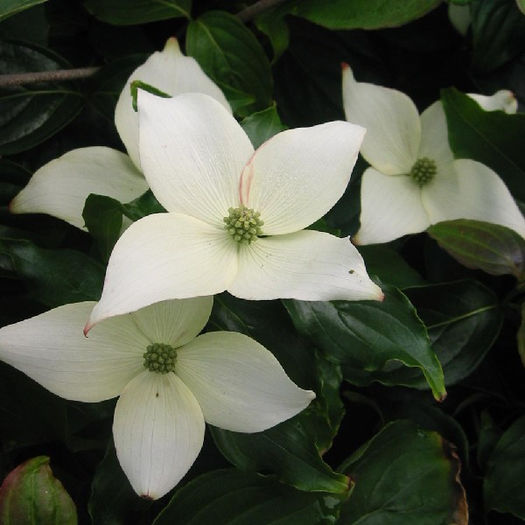 cornus florida eurostar 55