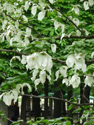 davidia involucrata vilmoriana 75 - ARBORI pentru parcuri sau bonsai