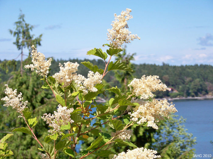 holodiscus discolor 30