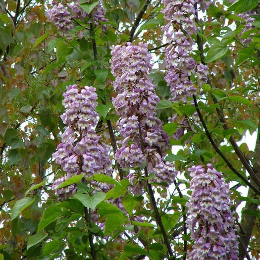 paulownia-tomentosa.40 - ARBORI pentru parcuri sau bonsai