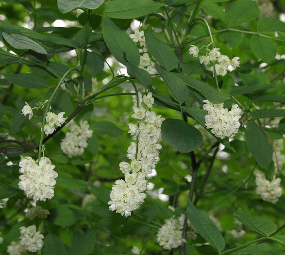 Staphylea-pinnata-45 - ARBORI pentru parcuri sau bonsai