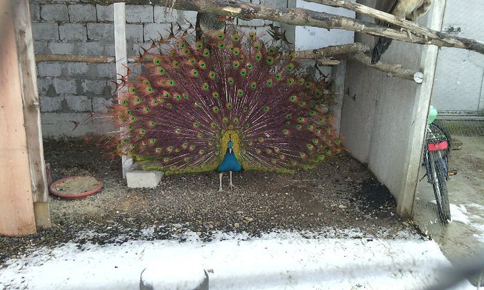 PAUN - PAUNI INDIA BLUE