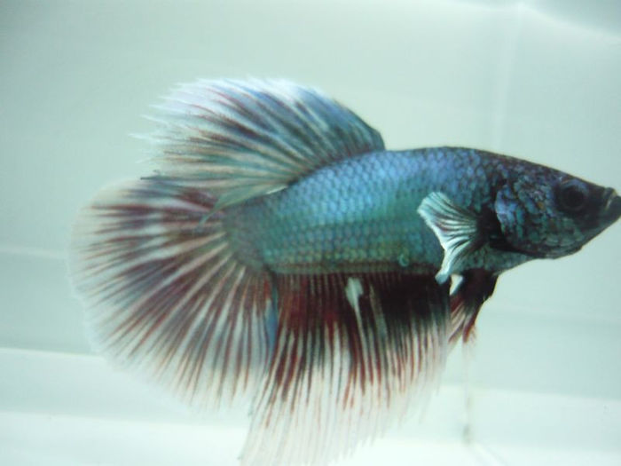 P1100854 - Betta HM