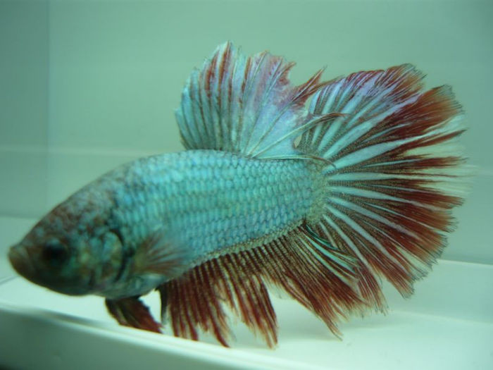 P1100891 - Betta HM