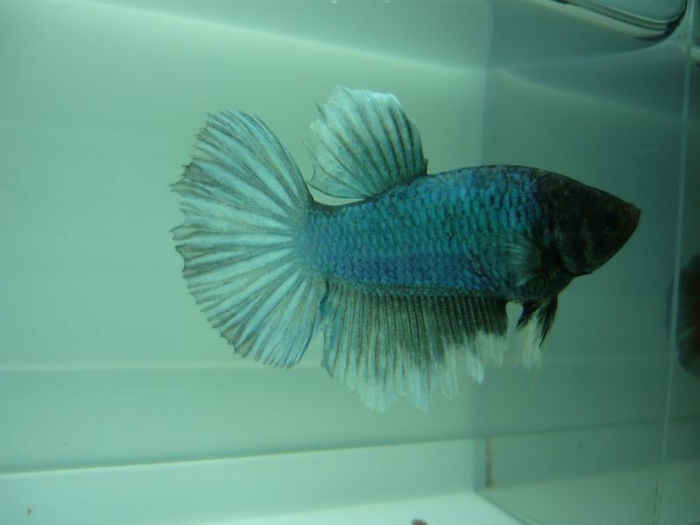 P1100921 - Betta HM