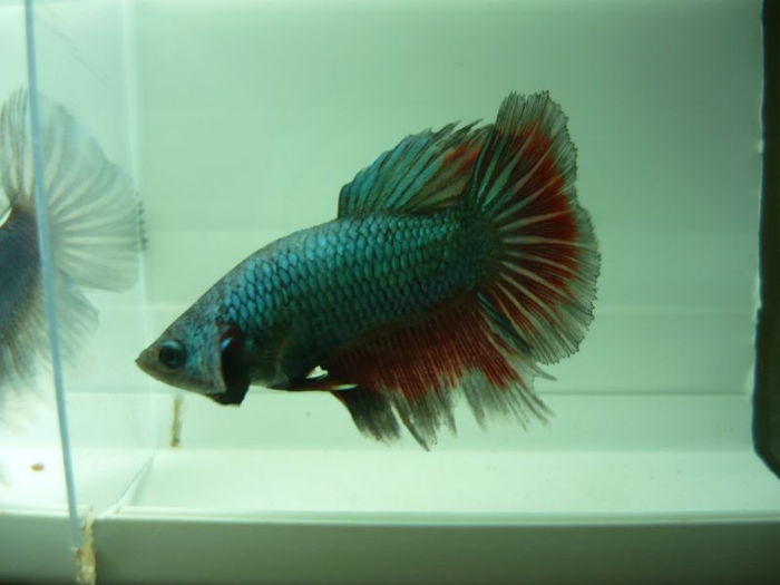 P1100924 - Betta HM