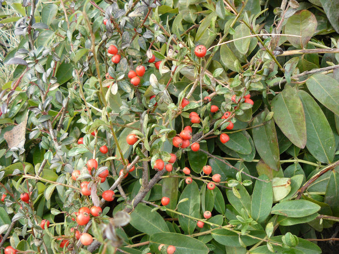 Cotoneaster in decembrie 2013; Dedesubt se vad frunzele Sunatoarei decorative(Hipericum calcinatum) deasemenea verde pe timpul iernii.
