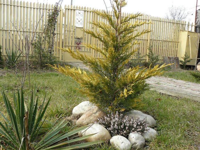 Decembrie_Erika se pregateste sa infloreasca - wGradina verde 2013