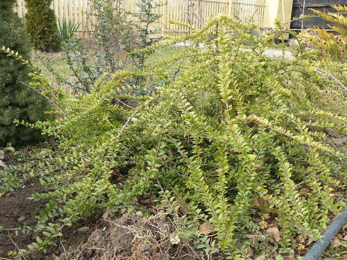 Lonicera pileati in decembrie; In lunile de iarna este verde si plina de viata !
