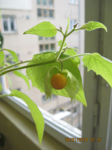 celor care ne iubesc. - 3 PHYSALIS PERUVIANA