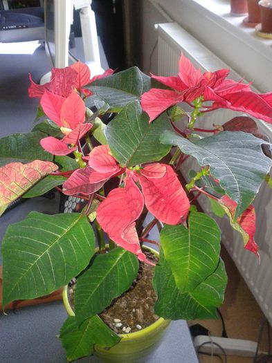 Fotografie-0092 - a2014 ianuarie