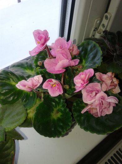 Carmencita ,nu stiu ce i-ai facut dar,are flori non stop - a2014 ianuarie