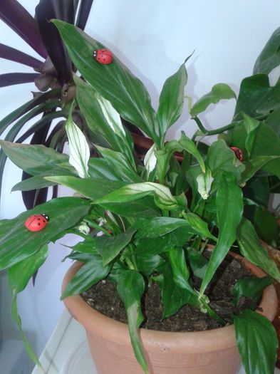 Fotografie-0094 - a2014 ianuarie