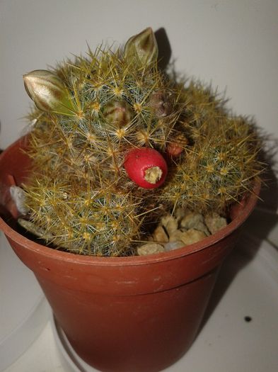 Fotografie-0095 - a2014 ianuarie