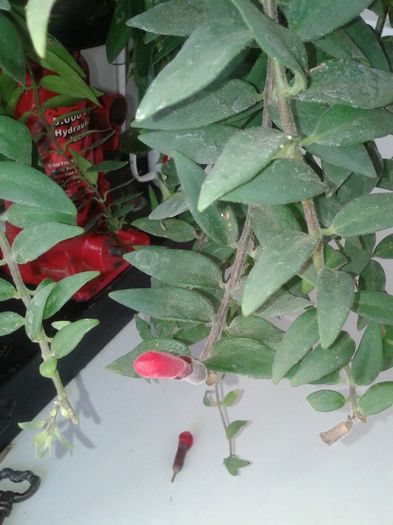 Fotografie-0096 - a2014 ianuarie