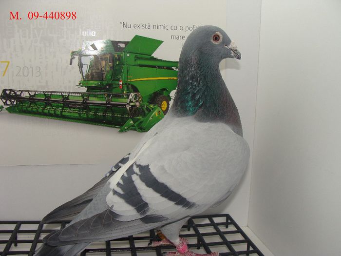 DSC03044 - Porumbei reprezentativi vanduti - bunici si parinti ai porumbeilor de azi