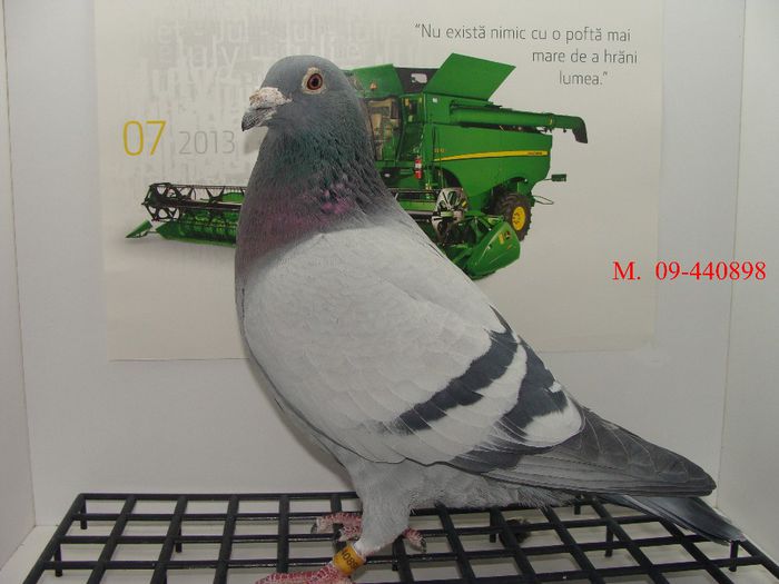 DSC03051 - Porumbei reprezentativi vanduti - bunici si parinti ai porumbeilor de azi