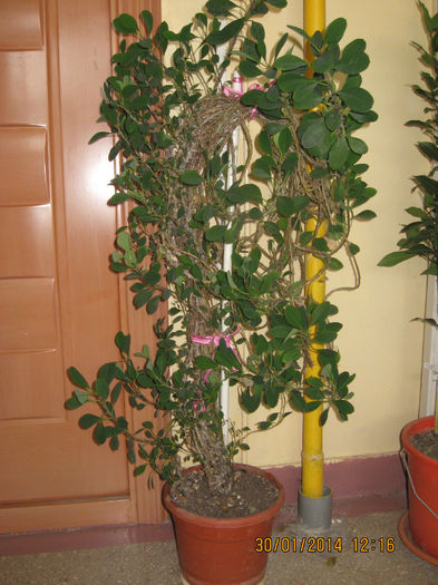 Euphorbia Milli- Coroana lui ISUS... - 3 FLORI DE CAMERA - gainisicocosi