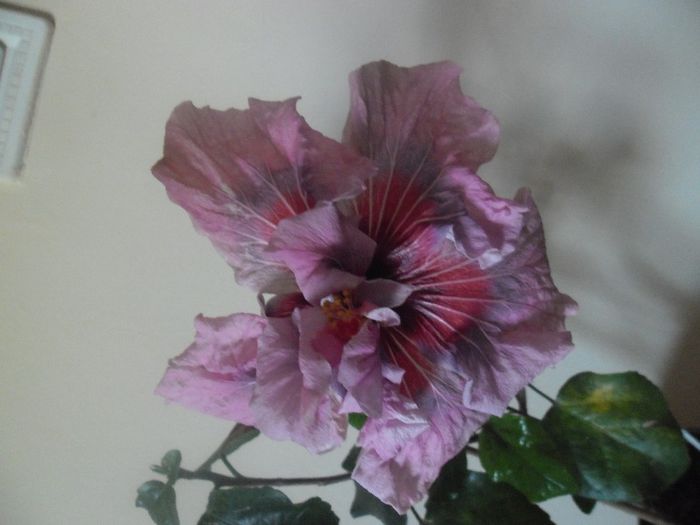 Lady Adele - Hibiscus 2014-1