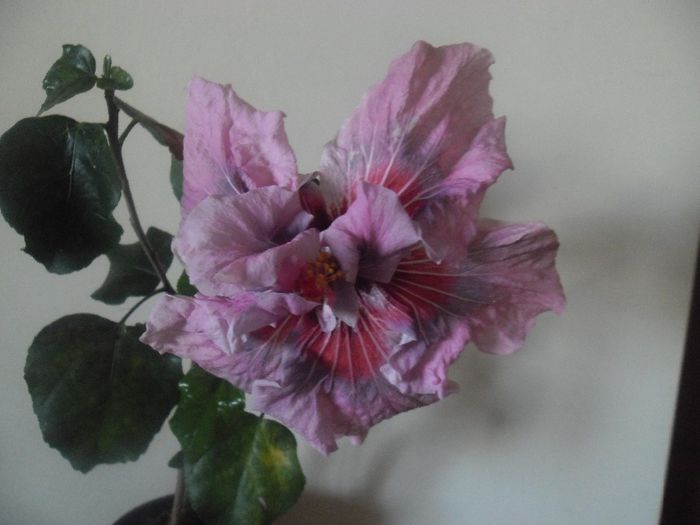 Lady Adele - Hibiscus 2014-1