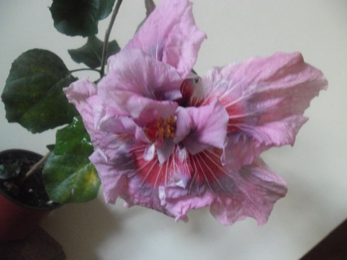 Lady Adele - Hibiscus 2014-1