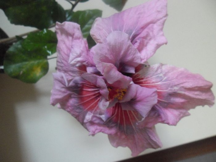 Lady Adele - Hibiscus 2014-1