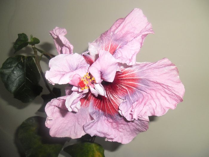 Lady Adele - Hibiscus 2014-1