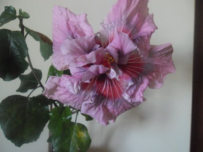 Lady Adele - Hibiscus 2014-1