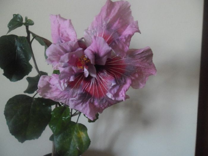 Lady Adele - Hibiscus 2014-1