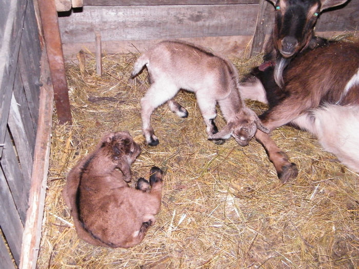 iedute alpinafranceza-anglonubiana vandute; 30.01.2014, 3,6kg si 3,3 kg, fatare gemelara
