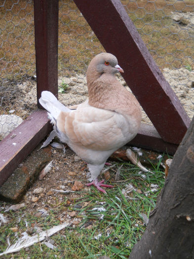 Mascul 2013 - 2 Porumbeii King