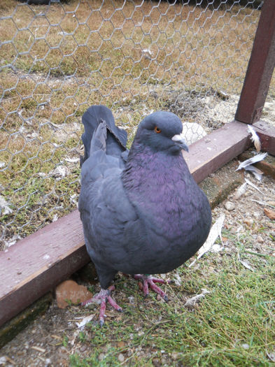 Mascul 2013 - 2 Porumbeii King