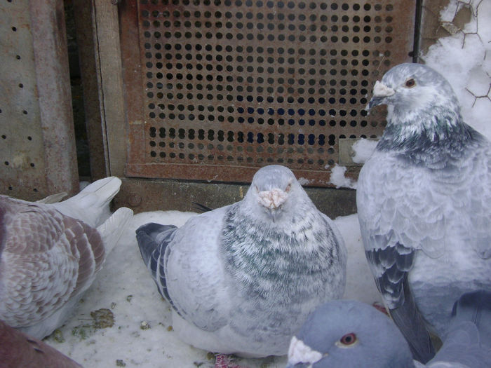 femela si masculxxxxx