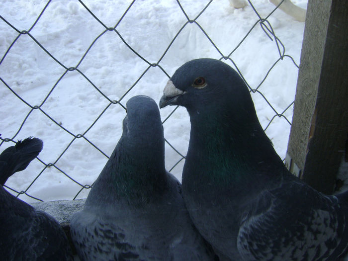 DSC04279 - voiajori standard 014