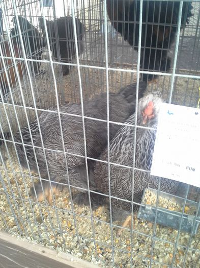 concurs 31-01-2014 Baia Mare; brahma herminat inchis concurs Baia Mare
