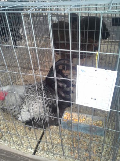 concurs 31-01-2014 Baia Mare - cocos herminat inchis 2013