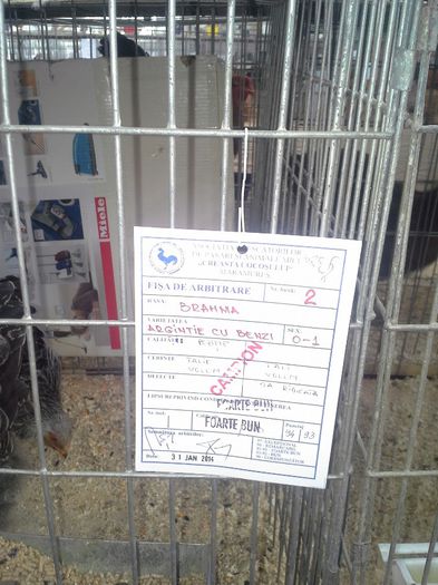 concurs 31-01-2014 Baia Mare - cocos herminat inchis 2013