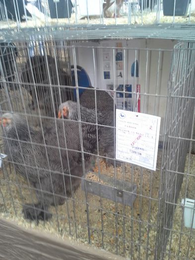 concurs 31-01-2014 Baia Mare - cocos herminat inchis 2013