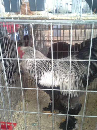 concurs 31-01-2014 Baia Mare - cocos herminat inchis 2013