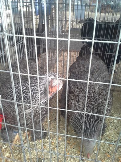 concurs 31-01-2014 Baia Mare - cocos herminat inchis 2013