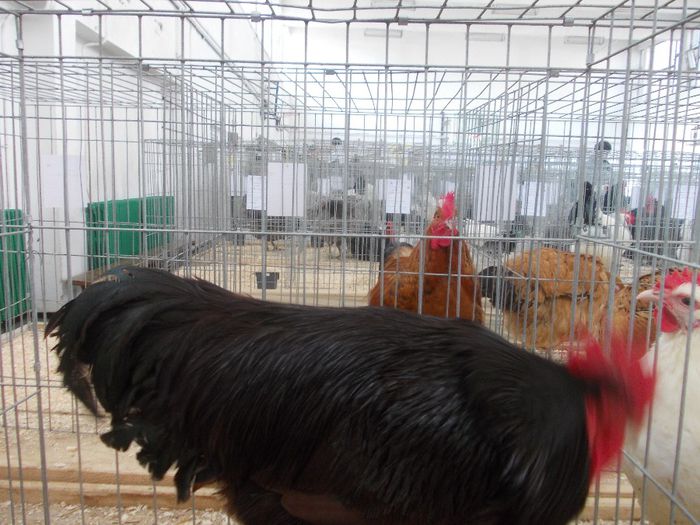 K - Expo Asociatia CREASTA COCOSULUI Baia Mare 2014