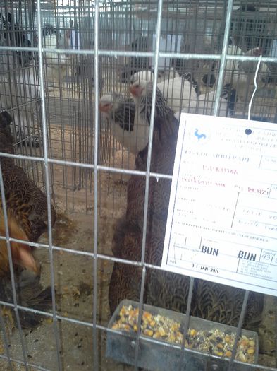 concurs 31-01-2014 Baia Mare - cocos herminat inchis 2013