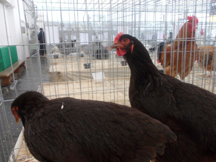 K - Expo Asociatia CREASTA COCOSULUI Baia Mare 2014